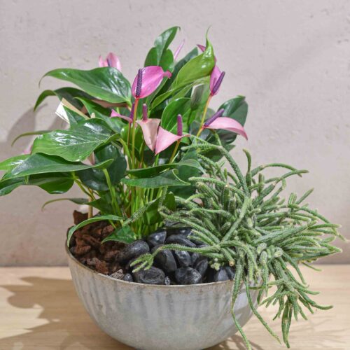 Anthurium aubergine en coupe sobre – Esprit contemporain