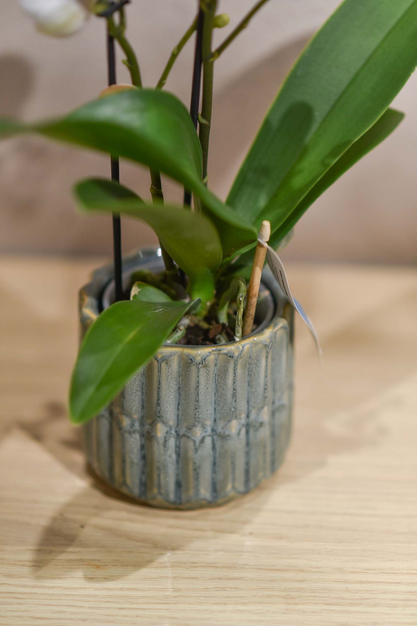 Une petite Orchidée pour un présent selon l'arrivage – Image 3