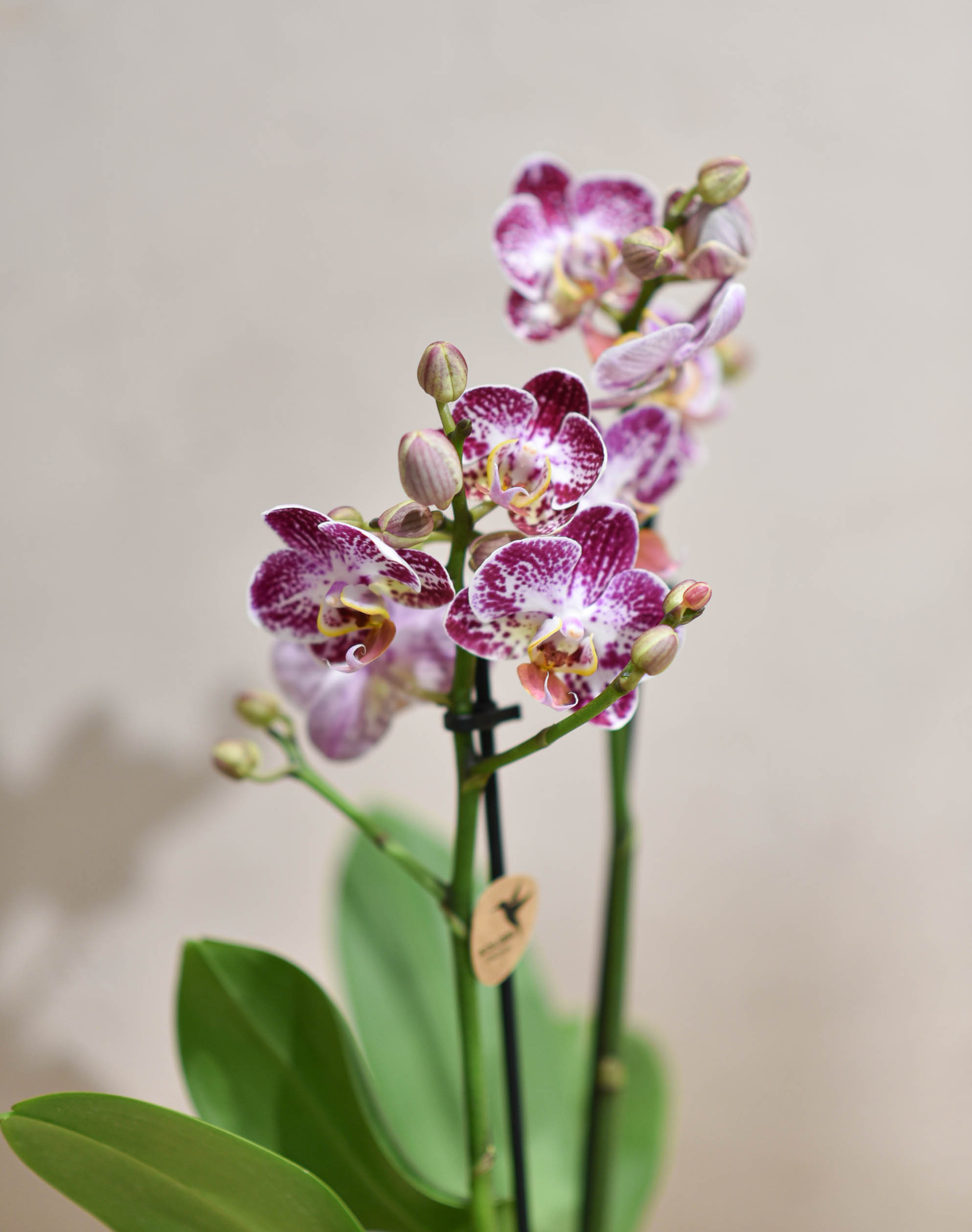 Une petite Orchidée pour un présent selon l'arrivage – Image 2