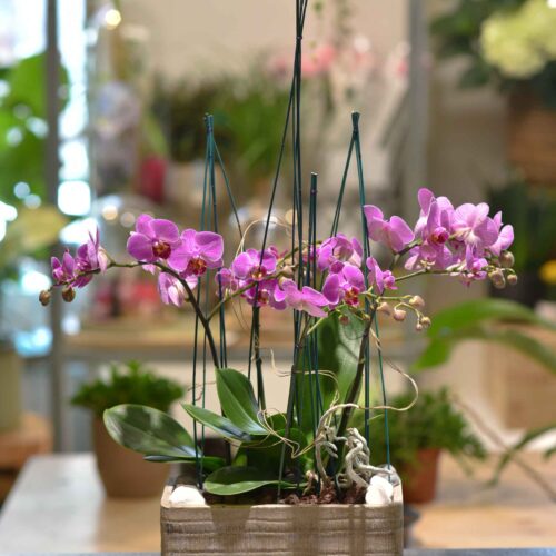 Une Composition d'orchidées à petites fleurs